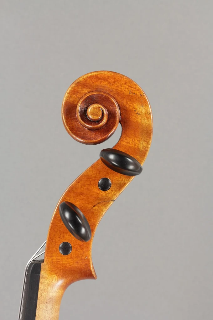 Geigen-Schnecke in seitlicher Nahaufnahme